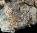 Biocoenosis & Speetoniceras Ammonite Association #38827-1